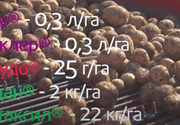 Картофель под защитой препаратов Август