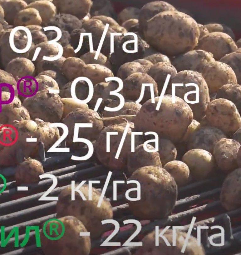 Картофель под защитой препаратов Август