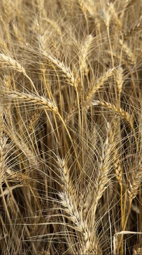 пшеница1_1.jpg